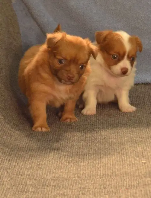 Chihuahua Puppies Ready For Their For Ever Loving Homes